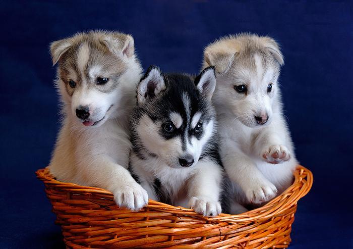 Blue Eyes siberian husky puppies - Available for sale now